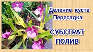 МИЛЬТОНИЯ в домашних условиях, уход и содержание. Как посадить орхидею. Субстрат для орхидеи, полив.