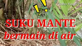 SUKU MANTE BERMAIN DI AIR