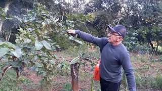 COMO PREPARAR A CALDA BORDALESA?! ESTAMOS USANDO PELA 1º VEZ NO SÍTIO