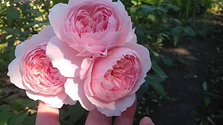 Цветение Роз англичанок .