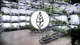 The NEW Rare Plant Shop Tour! | 6000+ RARE PLANTS