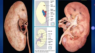 Praktikum Anatomi Blok 8 - Systema Urinarium