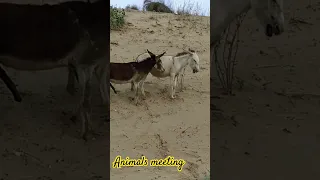 animals meeting #viral #video #animals #meeting #love    THANKS FOR THE WATCHING