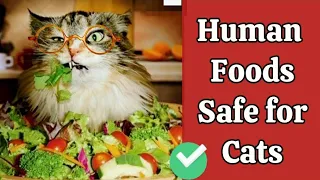 Purr-fectly Safe: Discover Human Foods Your Feline Friend Can Enjoy Without Worry!