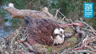 Female Osprey NC0 Lays Third Egg of the Season - Loch of the Lowes Webcam (2024)