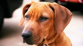 15 Pros and Cons of Owning a Rhodesian Ridgeback