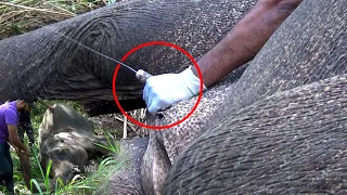 Heart wrenching! Treating the poor elephant with a painful abscess on the head.  SL WILD TV