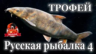 Русская рыбалка 4 Посиделки на ахтубе  Трофейный усач Фарм