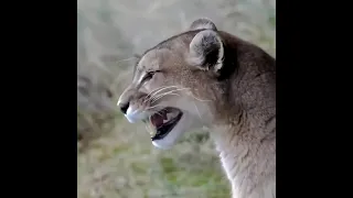 puma vocalizing for attracting his mate #puma #onlyfornature