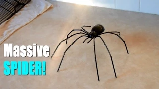 BIGGEST SPIDER EVER?!