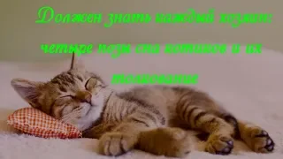 Должен знать каждый хозяин: четыре позы сна котиков и их  толкование  Poses of sleeping cats