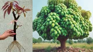 Unique Technique : Grafting Mango Tree Using Aloe Vera & Pumpkin, growing mango tree many fruits