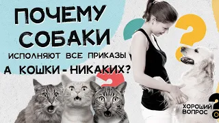 Почему собаки выполняют все команды, а кошки - никаких? Хороший Вопрос