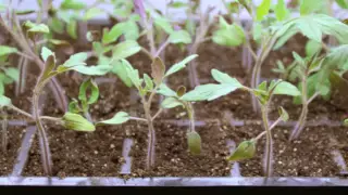 Step by Step: 🍅 How To Grow Tomatoes from Seed | Gardener's Supply 👩‍🌾