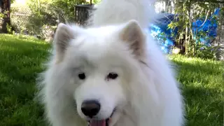 Samoyed howling and playing in the yard