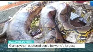 Giant python captured in Malaysia could be world's largest