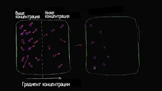 Введение в диффузию (видео 2)| Мембранный транспорт | Биология