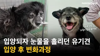 강아지가 처음 가족을 만나자 한 행동ㅣ유기동물입양ㅣ유기견 입양후기ㅣ유기견 입양 후 변화