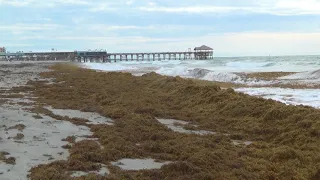 Massive Amounts Of Seaweed Wash Up Along Cocoa Beach