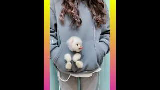 Tik Tok Chó Phõc Sóc Mini 😍💖 Funny and  Pomeranian #shorts