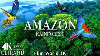 Amazon 4K - Amazon Jungle and its Wild Animals | Rainforest Sounds | Scenic Relaxation Film