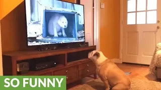 Bulldog comes running to watch her favorite commercial