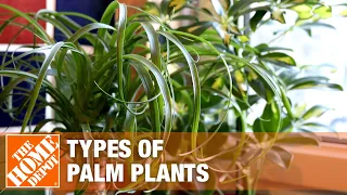 Types of Palm Plants | The Home Depot