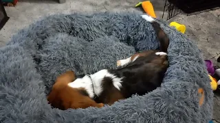 When you're a puppy and you have to test your new bed!