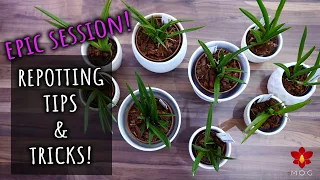 EPIC Orchid Repotting with tips and tricks!