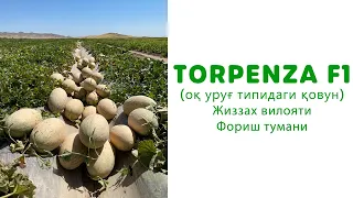 TORPENZA F1 (Оқ уруғ типидаги қовун)