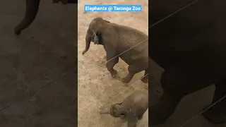 Elephants 🐘🐘 | Taronga Zoo Sydney