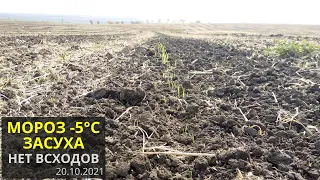 Мороз -5℃. Отсутствие влаги. Отсутствие всходов озимых зерновых. Запорожская область 20.10.2021