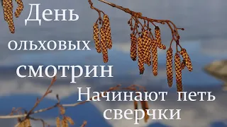 17 АПРЕЛЯ в храмах освящают воду. По Народному Календарю начинаются ольховые смотрины: традиции