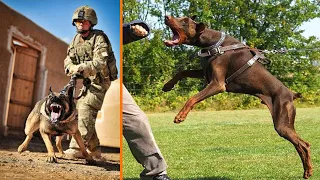 Top 5 Best Police and Military Dog Breeds