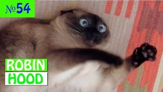 ПРИКОЛЫ 2017 с животными. Смешные Коты, Собаки, Попугаи // Funny Dogs Cats Compilation. Март №54