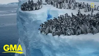 Baby penguins cliff-dive in adorable clip