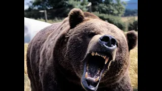 ANGRY BROWN BEAR SOUND EFFECT 🐻