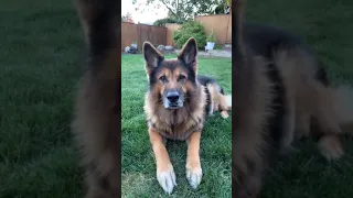 Retired police dog reaction