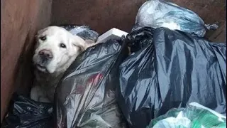 The poor dog sat in the trash for more than two weeks until kind people found him