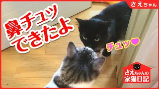 【難病を抱えた 元捨て猫】先住猫と鼻チューできるようになりました！【さえちゃんの家猫日記③】