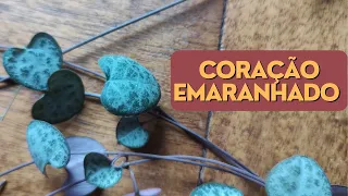 Cuidados e replante do Coração Emaranhado