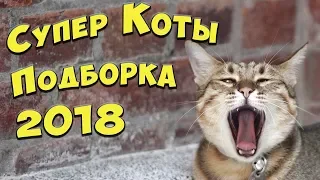 Лучшие приколы с котами июнь 2018 │ Смешные коты и кошки - попробуй не засмеяться !