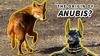 Golden Jackal Facts: the ORIGIN of ANUBIS | Animal Fact Files
