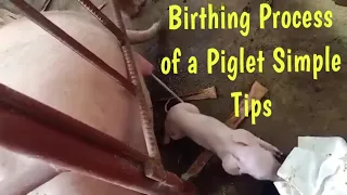 BIRTHING PROCESS OF A PIGLET #Farrowing