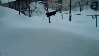 Russian cat walking through the snowbank