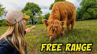 FREE RANGE Highland Cow - No Fence // Homestead // Ranch