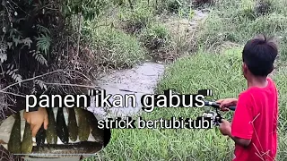 panen ikan gabus strick bertubi-tubi mancing diparit-parit banyak ikan gabusnya