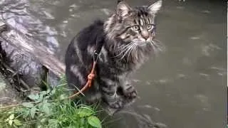 Maine Coon nad wodą Maine Coon by the water
