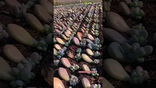 Propagate succulent from leaves | 多肉植物| 다육이들 | Suculentas