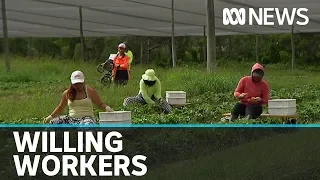 Foreign farm worker visas extended in bid to protect food supply amid pandemic | ABC News